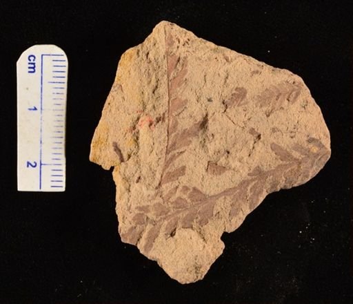 Thyrsopteris brevifolia