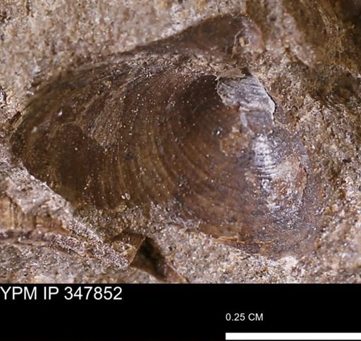 undet. Bivalvia