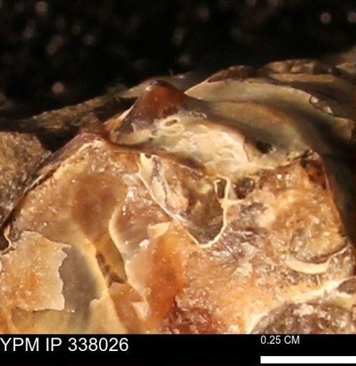 undet. Scaphitidae