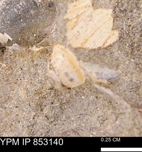 Limopsis striatopunctatus