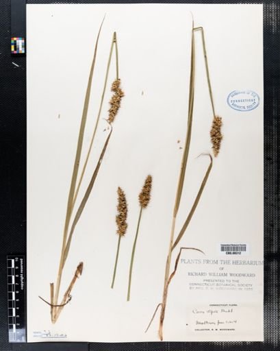 Carex stipata