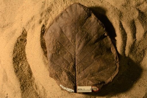 Populus litigiosa