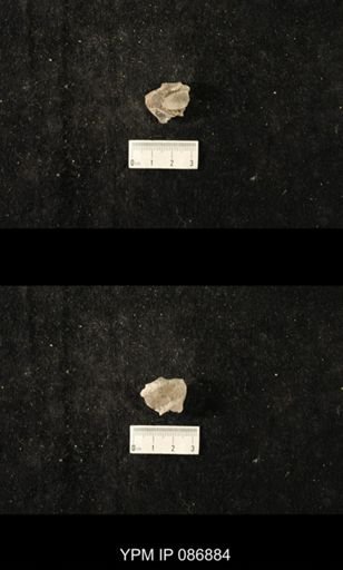 undet. Nautiloidea
