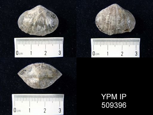 Parastrophia lenticularis