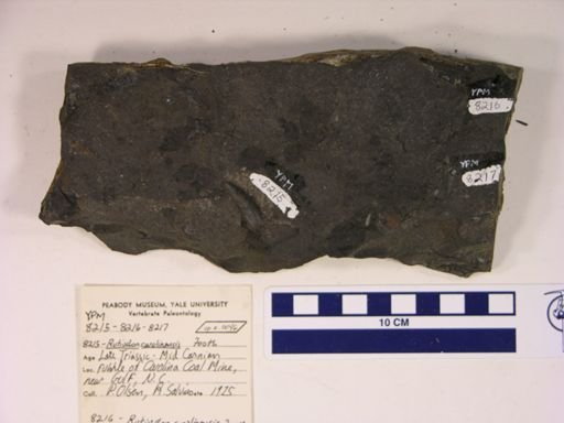 Rutiodon carolinensis