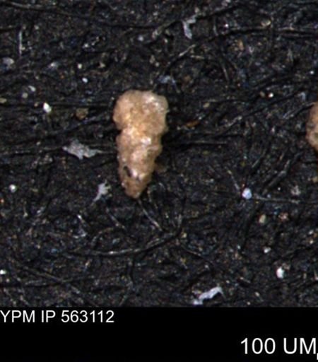 Verneuilina canadensis