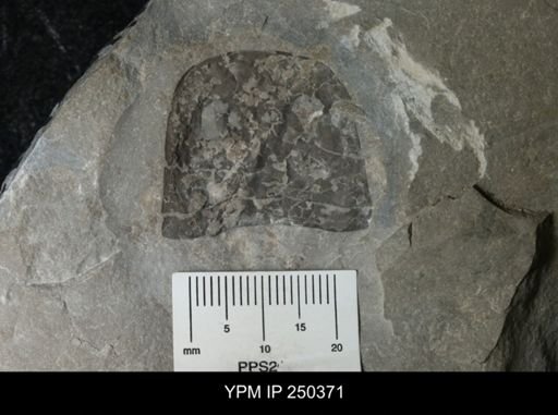 Eurypterus sp.