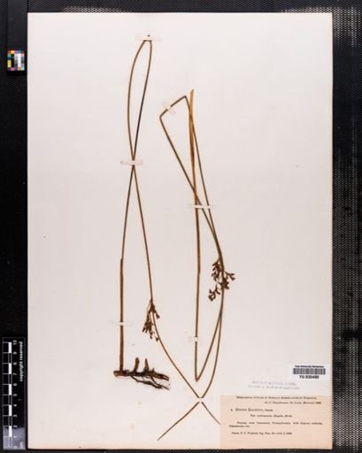 Juncus balticus