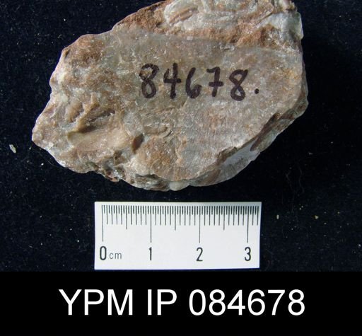Leptostrophia logani