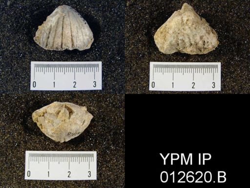 Camarophoria venusta