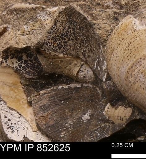 Limopsis striatopunctatus