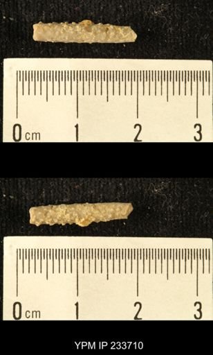 Archaeocidaris sp.