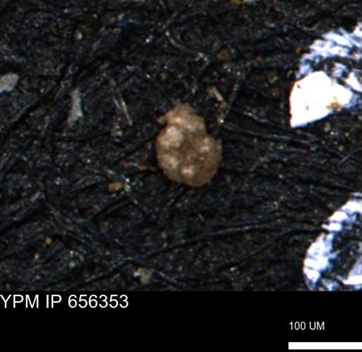 Ammobaculoides whitneyi