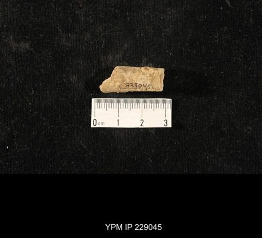 Orthoceras sp.