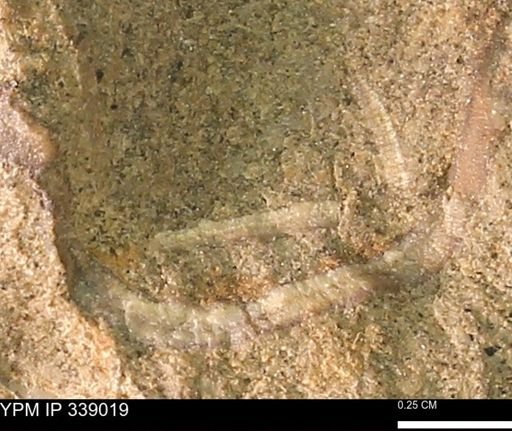 undet. Bivalvia