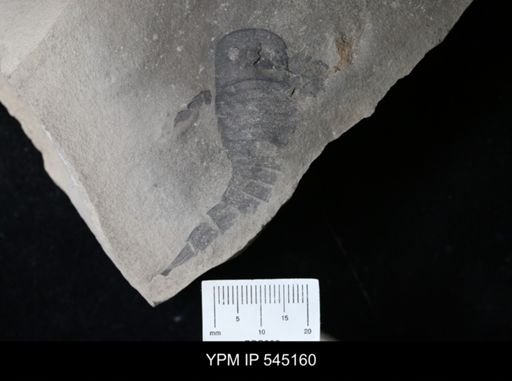 undet. Eurypterida