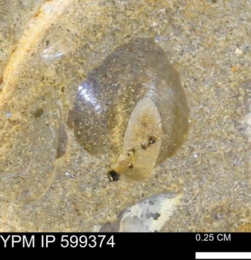 Protocardia subquadrata