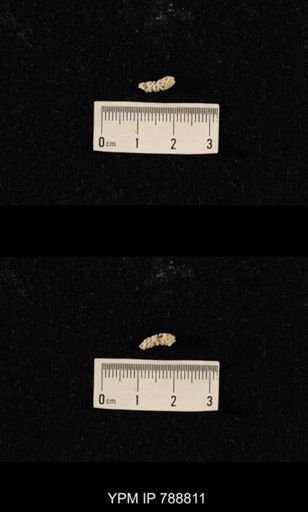 taxon undetermined
