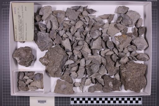 mixed taxa, stratigraphic collection