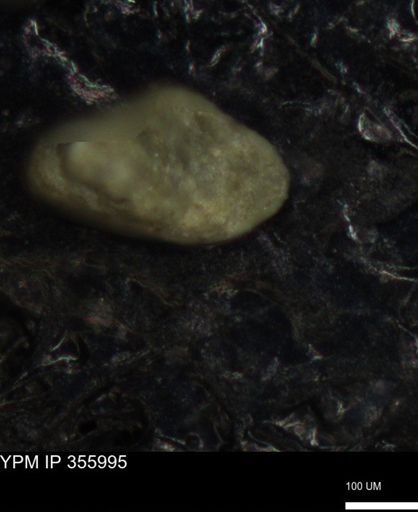 undet. Foraminiferida