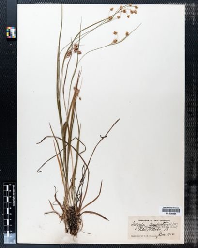Luzula campestris