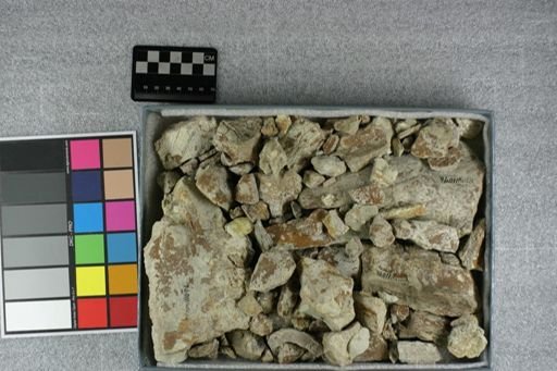 Entelodon sp.