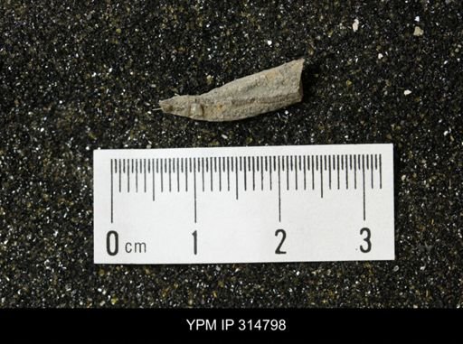 undet. Mollusca