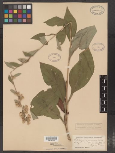 Solidago squarrosa
