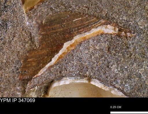 undet. Bivalvia