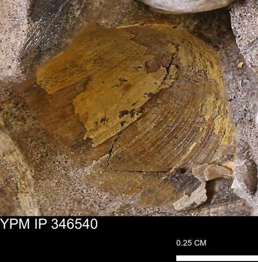 Limopsis striatopunctatus