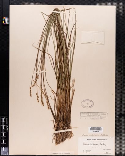 Carex interior