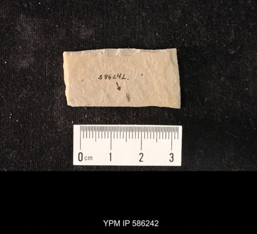 Coleoptera?
