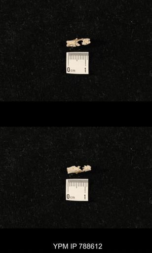 taxon undetermined