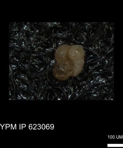 undet. Foraminiferida