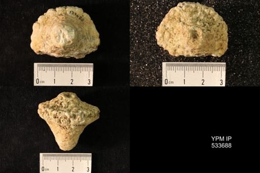 Eutrochocrinus christyi