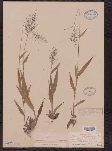 Panicum sphaerocarpon