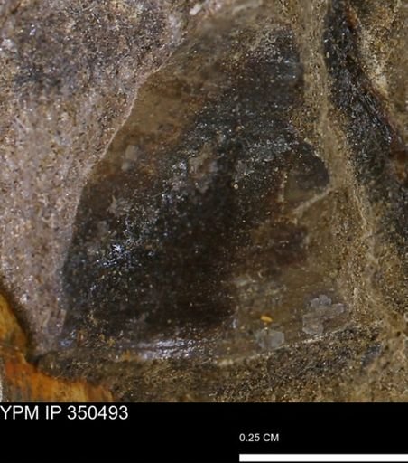 Limopsis striatopunctatus