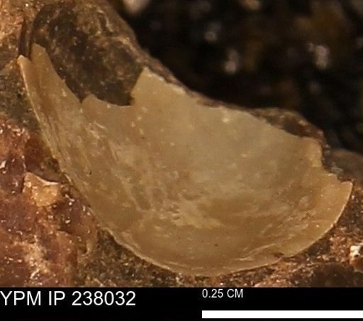Protocardia subquadrata