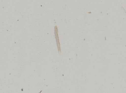 Bythinella viridis