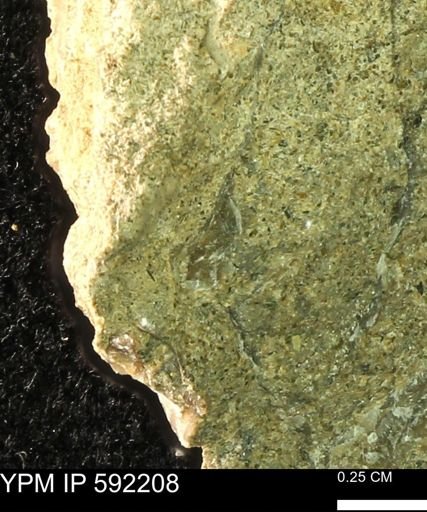Ostrea translucida?