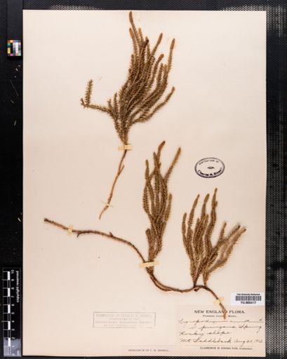 Lycopodium annotinum