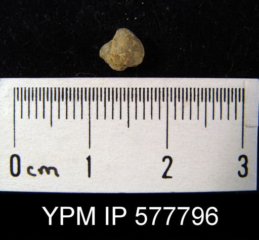 Ambocoelia planoconvexa