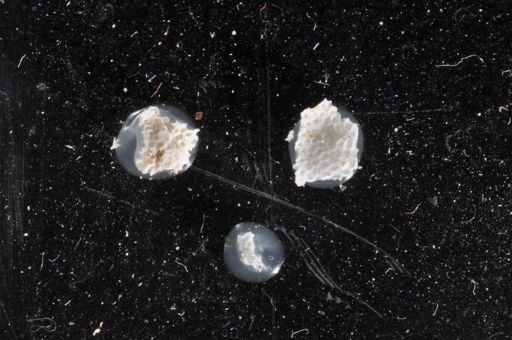 Floridina antiqua