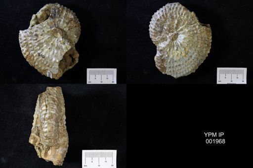 Scaphites conradi