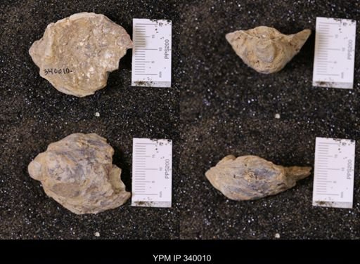 Ostrea soleniscus