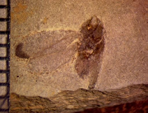 undet. Hemiptera