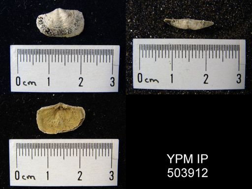 Mesolobus sp.