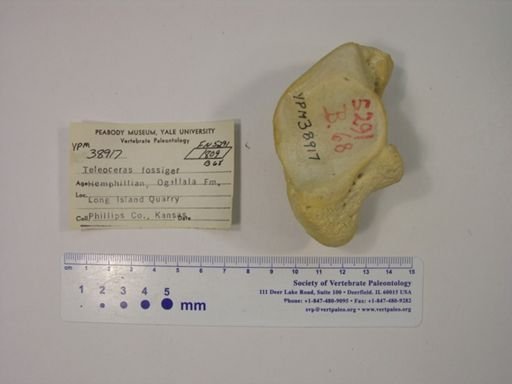 Teleoceras fossiger