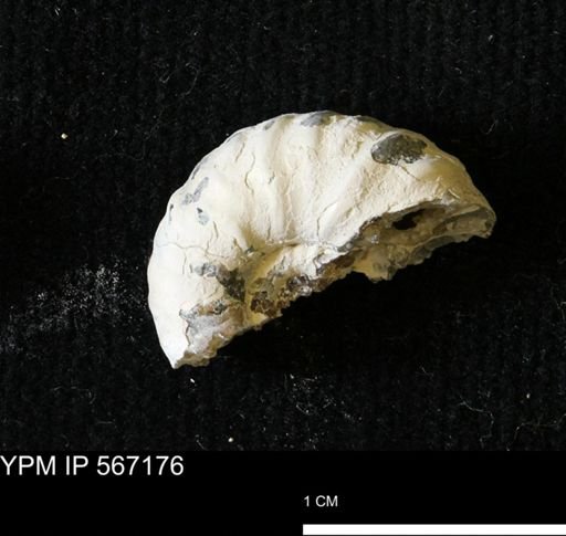 undet. Scaphitidae