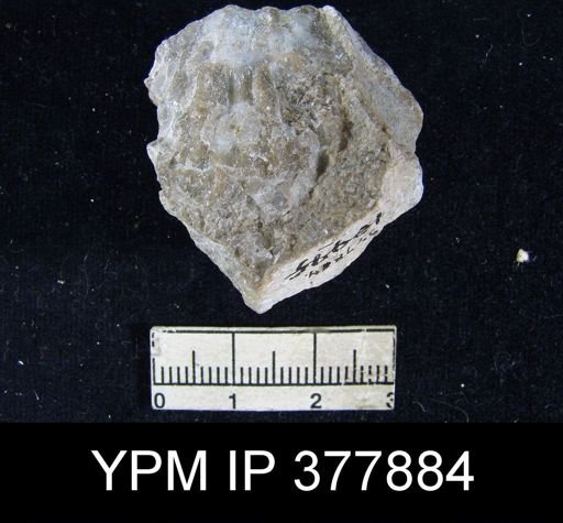 Geyerella americana